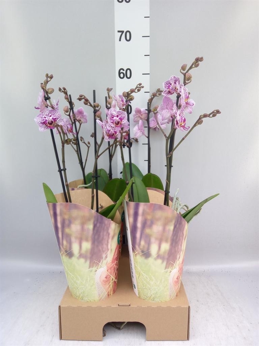 <h4>Phalaenopsis   ...lilac</h4>