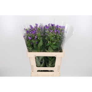 Phlox P Crissy