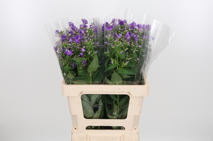 <h4>Phlox P Crissy</h4>