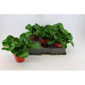 PEP OBT GREEN GOLD