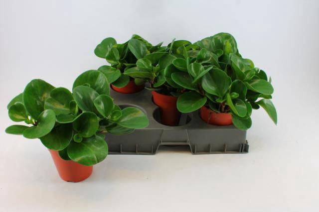 <h4>PEPEROMIA GREEN GOLD P15</h4>