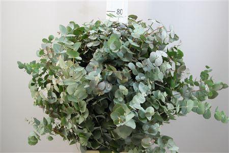 <h4>EUCA CINEREA 200GR</h4>