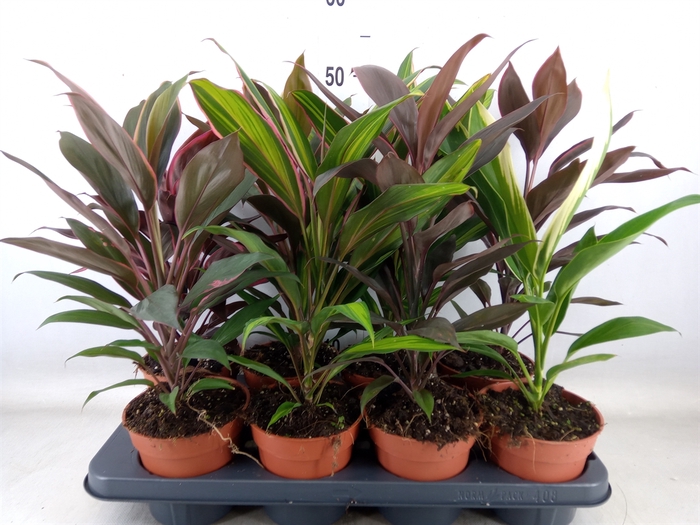 <h4>Cordyline   ...mix</h4>