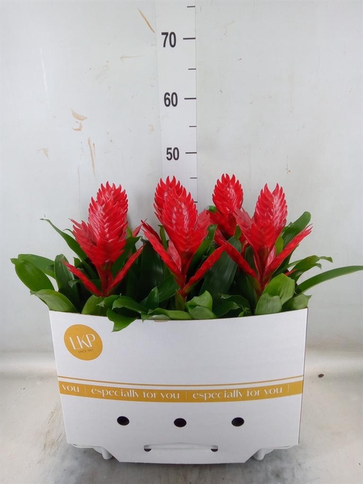 <h4>Vriesea  'Venga'</h4>