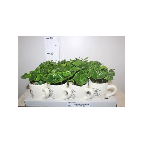 <h4>Coffea Arabica In Cups</h4>