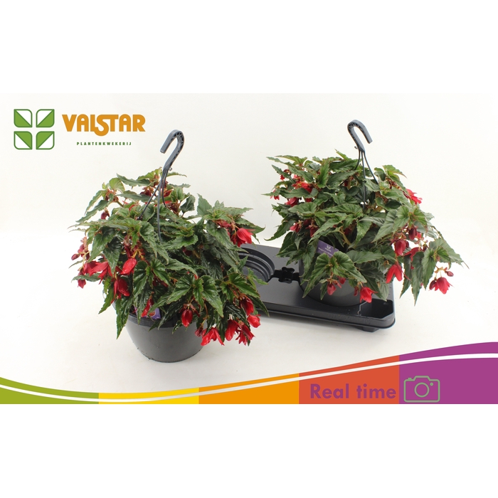 <h4>BEGO WF DR ENC RED</h4>