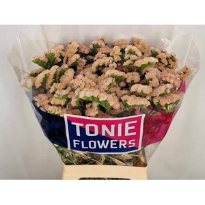 LIM S SWEET APRICOT+