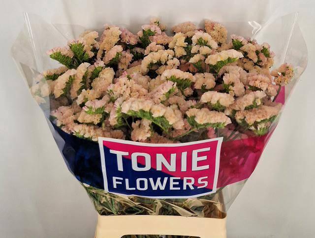 <h4>LIM S SWEET APRICOT+</h4>