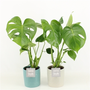 Monstera in Tess keramiek