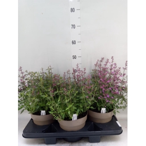 Agastache mexic.