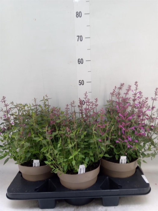 <h4>Agastache mexic.</h4>