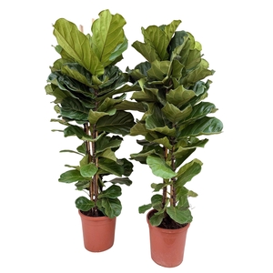 Ficus lyrata