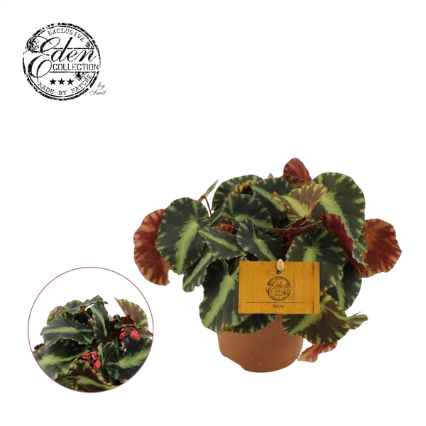 <h4>Begonia Cleopatra 10,5cm</h4>