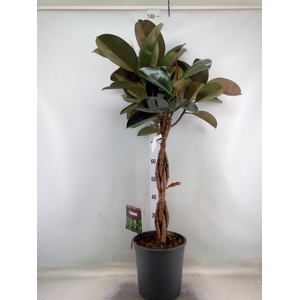 Ficus elastica 'Burgundy'