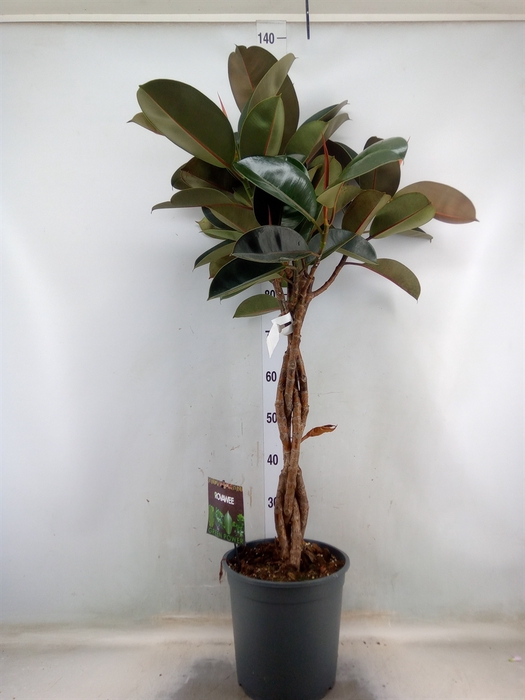 <h4>Ficus elastica 'Burgundy'</h4>