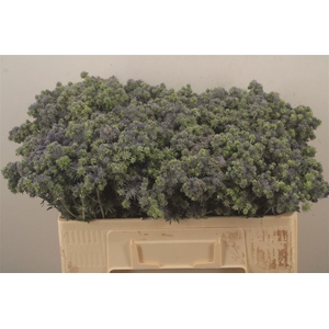 Eryngium Pl Mag Symphony