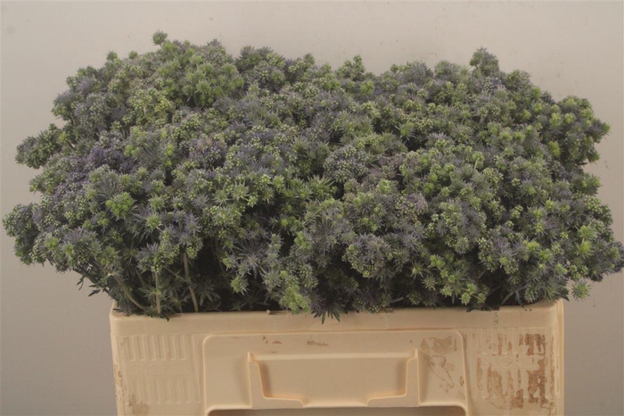 <h4>Eryngium Pl Mag Symphony</h4>