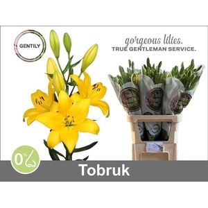 Li La Tobruk