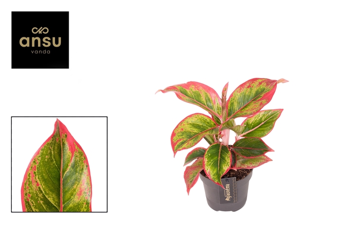 <h4>Aglaonema Cadmium Red</h4>