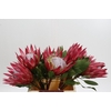 Protea Cynaroides Madiba