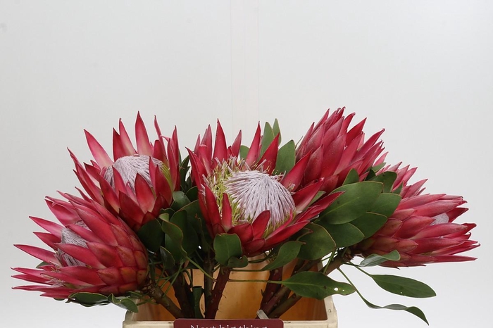 <h4>Protea Cynaroides Madiba</h4>