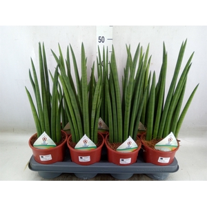 Sansevieria   ...