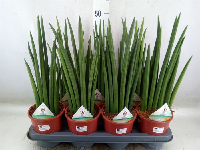 <h4>Sansevieria   ...</h4>