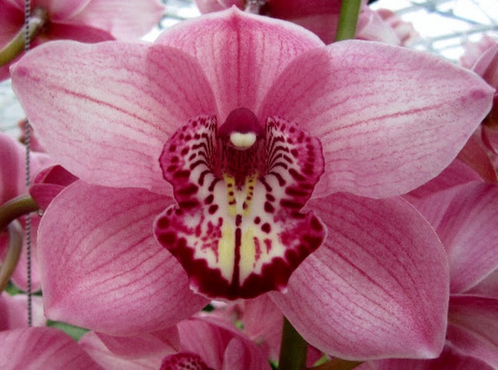 <h4>Cymbidium Sky Scraper 80 cm X2</h4>