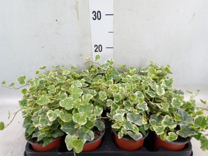 <h4>Hedera helix 'White Wonder'</h4>