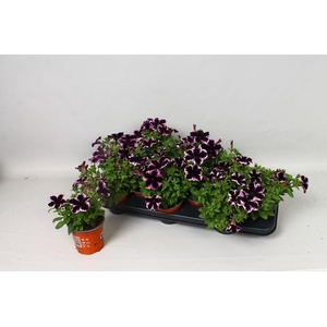 PET GO!TUNIA COSM PU