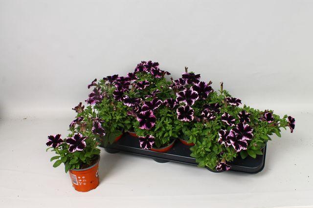 <h4>PET GO!TUNIA COSM PU</h4>