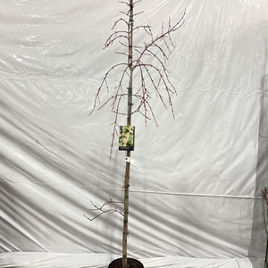 Acer conspicuum Red Flamingo