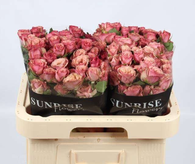 <h4>R TR DESTINI</h4>