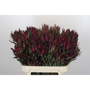 Leucadendron Saf Sunset Dark R.Spray