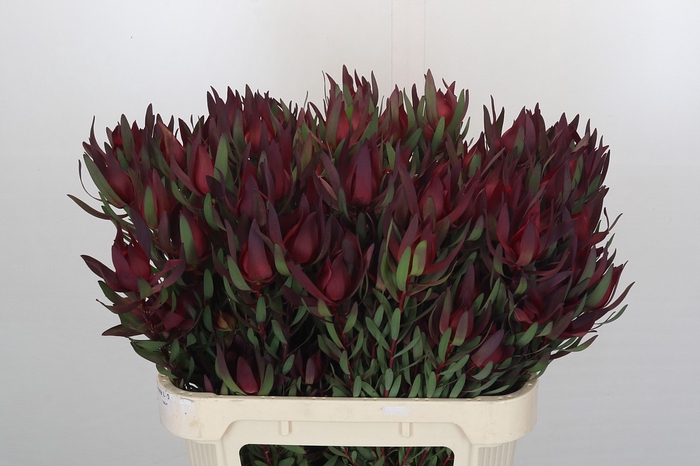 <h4>Leucadendron Saf Sunset Dark R.Spray</h4>