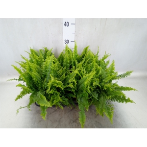 Nephrolepis exal. 'Green Lady'