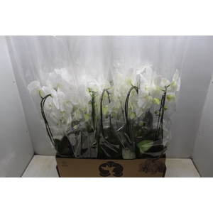 PHALAENOPSIS CASCATA P12 BRANCO