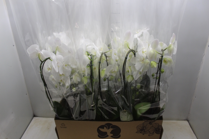 <h4>PHALAENOPSIS CASCATA P12 BRANCO</h4>
