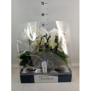 Phalaenopsis   ...white