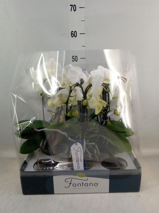 <h4>Phalaenopsis ...white</h4>