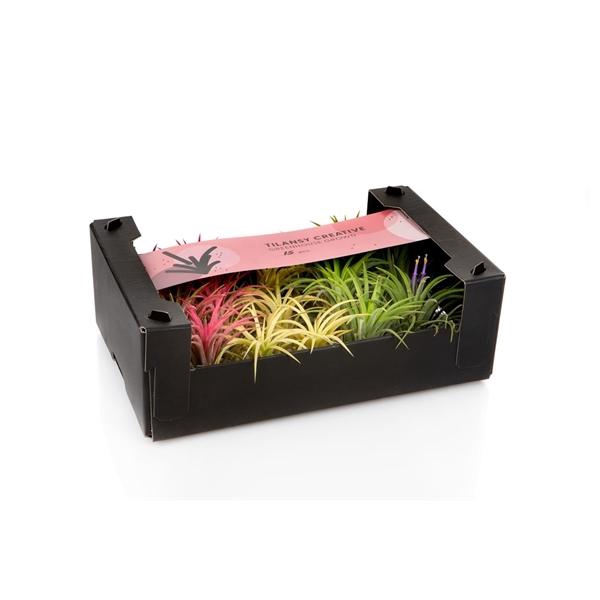 <h4>Tillandsia ionantha</h4>