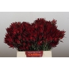 Leucadendron Blush Spray