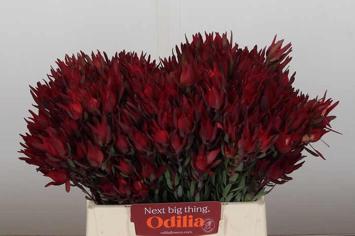 Leucadendron Blush Spray