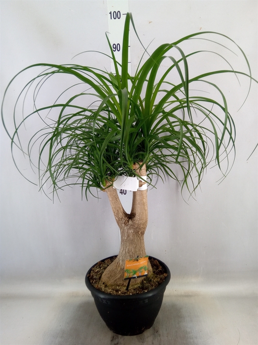 <h4>Beaucarnea recurvata</h4>