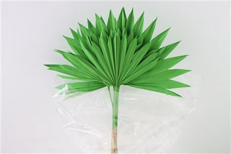<h4>Dried Palm Sun 6pc Apple Green Bunch</h4>