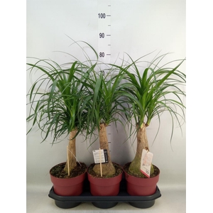 Beaucarnea recurvata