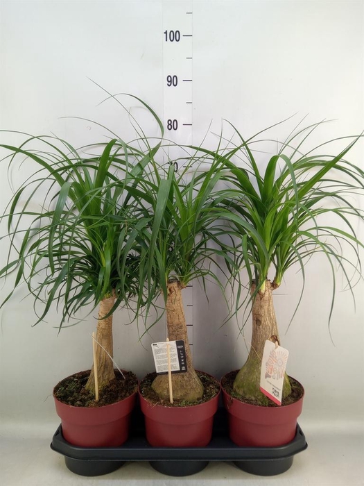 <h4>Beaucarnea recurvata</h4>
