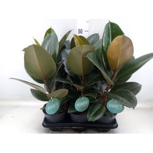 Ficus elastica 'Robusta'