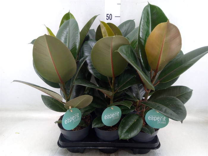 <h4>Ficus elastica 'Robusta'</h4>