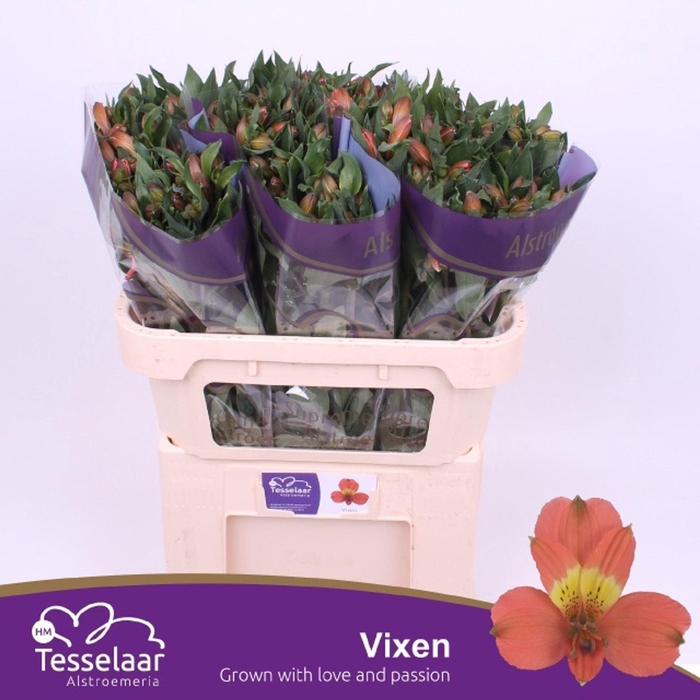 <h4>Alstr Vixen</h4>